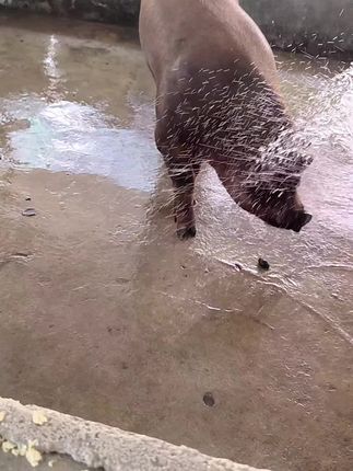 每天中午冲水降温,猪猪都养成习惯了,都嗷嗷叫的等着先重#养猪人 #养猪人的日常生活