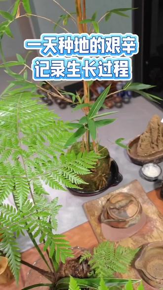 大家在家里就能种的簕竹,长大了很有氛围感,玩一天土,持续记录生长过程#抖音玩法合伙人计划 #记录真实生活 #小叶簕竹 #创业 #上热门话题🔥🔥🔥
