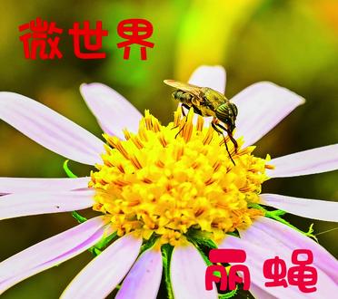 #动物世界 宣传科普微小世界