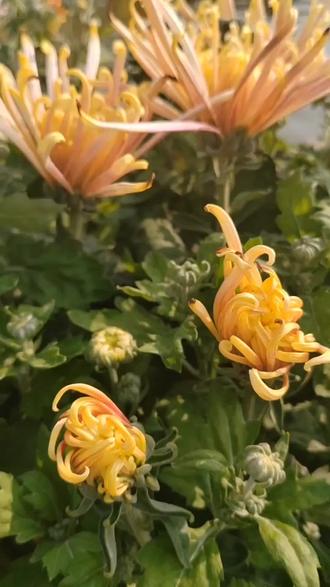 我也知道我不配,我也知道我亏欠