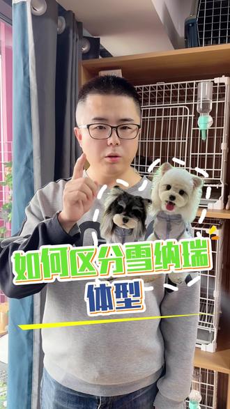 如何区分雪纳瑞的体型#雪纳瑞犬
