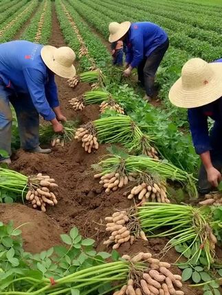 #花生#田间地头