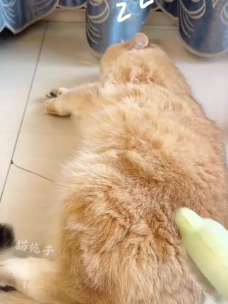 每天梳一梳就不会猫毛满天飞了#猫梳子 #猫饼梳 #猫咪去浮毛梳 子 #养猫新手 #宠物梳子