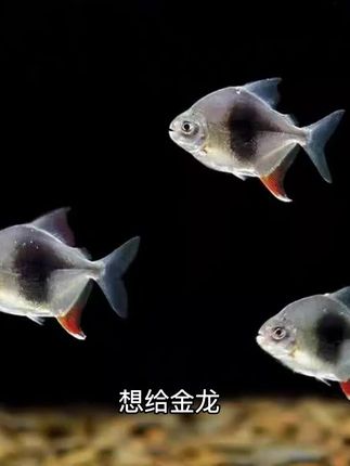 黑桃A银版鱼,可混养金龙红龙,中层搭配鱼,饲养简单,可喂食颗粒饲料,成体发色艳丽,群游效果非常壮观