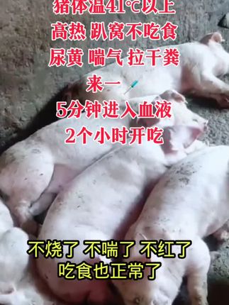 #养猪#养猪人不容易#养猪人加油干 #养猪人的日常生活 #养猪人