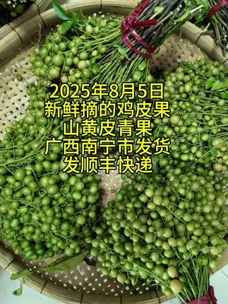 新鲜摘的鸡皮果山黄皮青果有货,发顺丰快递,广西南宁市发货