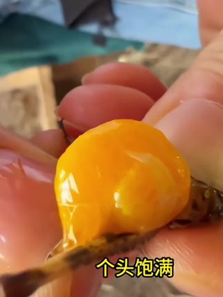 #抖音热点宝美食#纯母登倒山#油蚂蚱#登 登山#80后的童年回忆