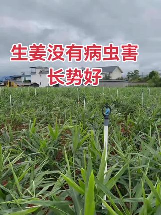 生姜(中期)叶面防病虫害炭疽纹枯斑点病害叶面肥调节剂一套六配方#生姜种植#生姜种植技术分享#防病虫害#抖音助农