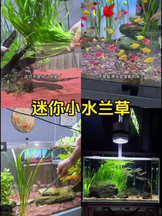 新手养鱼轻松上手,阴性水草打造自然美景! 底沙,新手小白都能养的很好。#水草 #水草造景 #养鱼日记