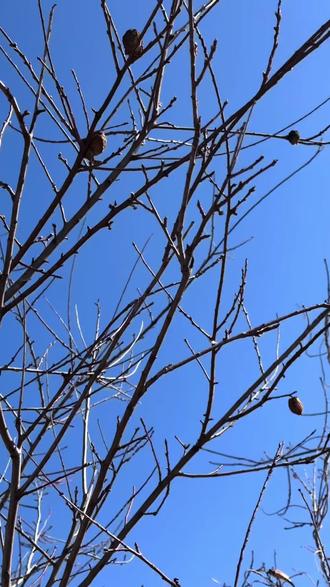 正月初一上山采摘的桃枭.传统文化中鬼魅魑魉都害怕的东西.俗称:一桃压百木,一枭镇千邪#大自然的馈赠.#桃枭#原创视频 #野生桃枭#桃枭采摘