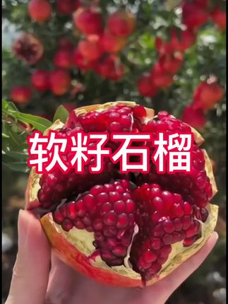 不用吐籽的石榴你们吃过吗?它就是来自我们四川会理的突尼斯软籽石榴,每一颗都是这样,粒大饱满,汁水特别足,满满的花青素,吃起来也是甜而不腻,喜欢的朋友千万不要错过,真的巨好吃😋#新鲜采摘 #应季水果 #软籽石榴 #优质水果 #超便宜超划算