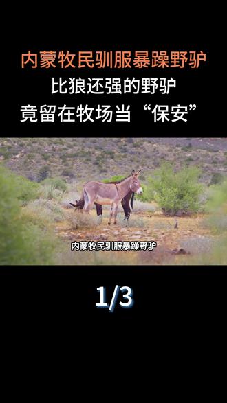 内蒙牧民驯服暴躁野驴,比狼还强的野驴,竟留在牧场当“保安”#大国重器#大国崛起#科普#科普一下#野驴