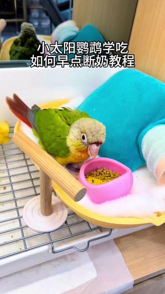 小太阳鹦鹉,断奶学吃教程来啦#手养鹦鹉 #小太阳鹦鹉 #小太阳鹦鹉凤梨 #小太阳鹦鹉怎么养