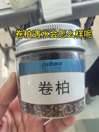 启明学校三年级科学课堂之卷柏复活实验