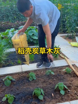 现在种菜虫子很多,撒一把草木灰,虫子跑光光,你也试试吧#稻壳炭草木灰 #种菜技巧#防虫小妙招