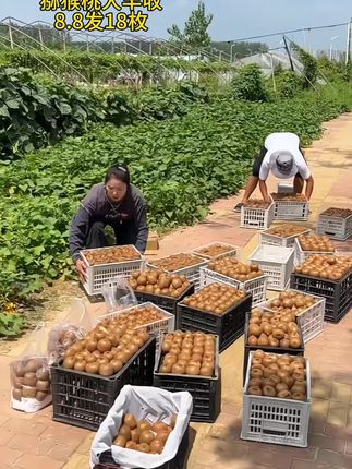 猕猴桃8.8给大家发18枚!产地大丰收了! #猕猴桃#徐香猕猴桃#绿心猕猴桃