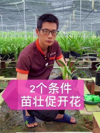 2个条件苗壮促开花#兰花 #花卉绿植 #养花小知识 #兰花 #花卉绿植 #养花小知识