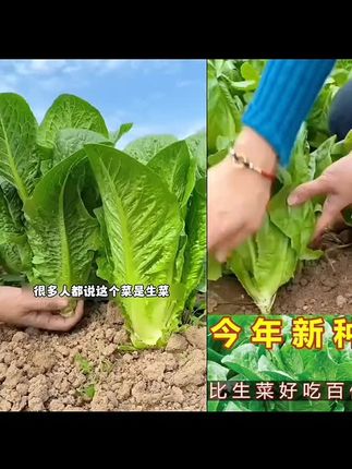 孔雀菜种子一年四季种可生吃高营养直立生菜种花盆新种#蔬菜种子 #家庭种植 #强烈推荐 #纯天然绿色蔬菜