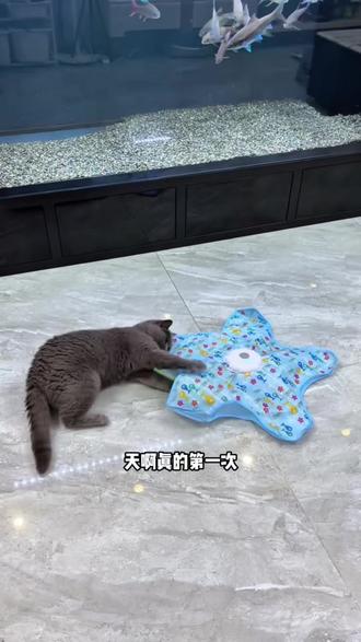 颜值和耐玩度直接拉满的五角星猫玩具来啦
边角圆润不伤猫嘴,耐磨耐咬超结实
自带沙沙响纸+逗猫魔力,猫咪一玩就上头
解闷磨牙、打发独处时间,再也不拆家了
平价好物,给自家主子安排上~
#猫咪玩具
#养猫必备
#逗猫神器
#平价宠物好物
#猫咪解闷玩具