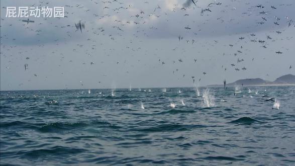 百团大战:多方协作开始对毛鳞鱼展开围捕#抖音精选 #抖音硬核版 #纪录片 #科普 #毛鳞鱼