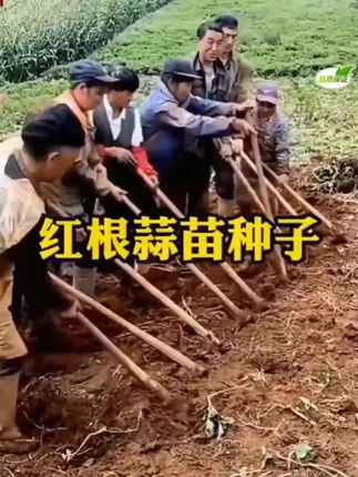 四季宽叶蒜苗种子来喽 家人们,四季宽叶蒜苗种子来啦,简单好种植,喜欢的家人们,种起来吧#蒜苗种子 #蔬菜种子
