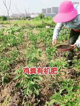 鸡粪有机肥#农民种地 #农业种植 #三农