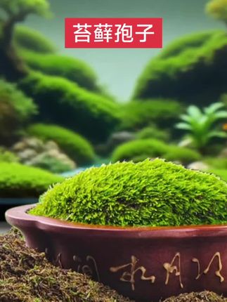 #花卉绿植 #苔藓孢子 #苔藓种植 #苔藓微景观 #每日分享