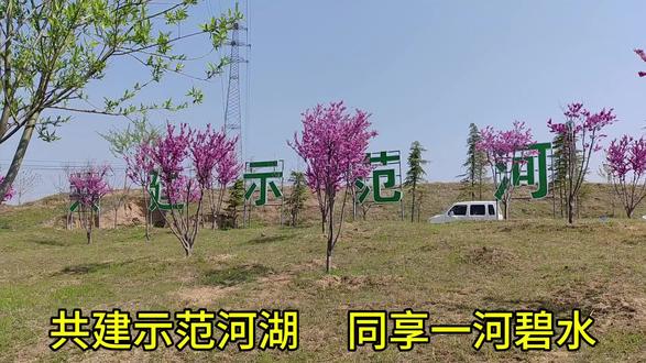 黄河故道岸边现死鱼