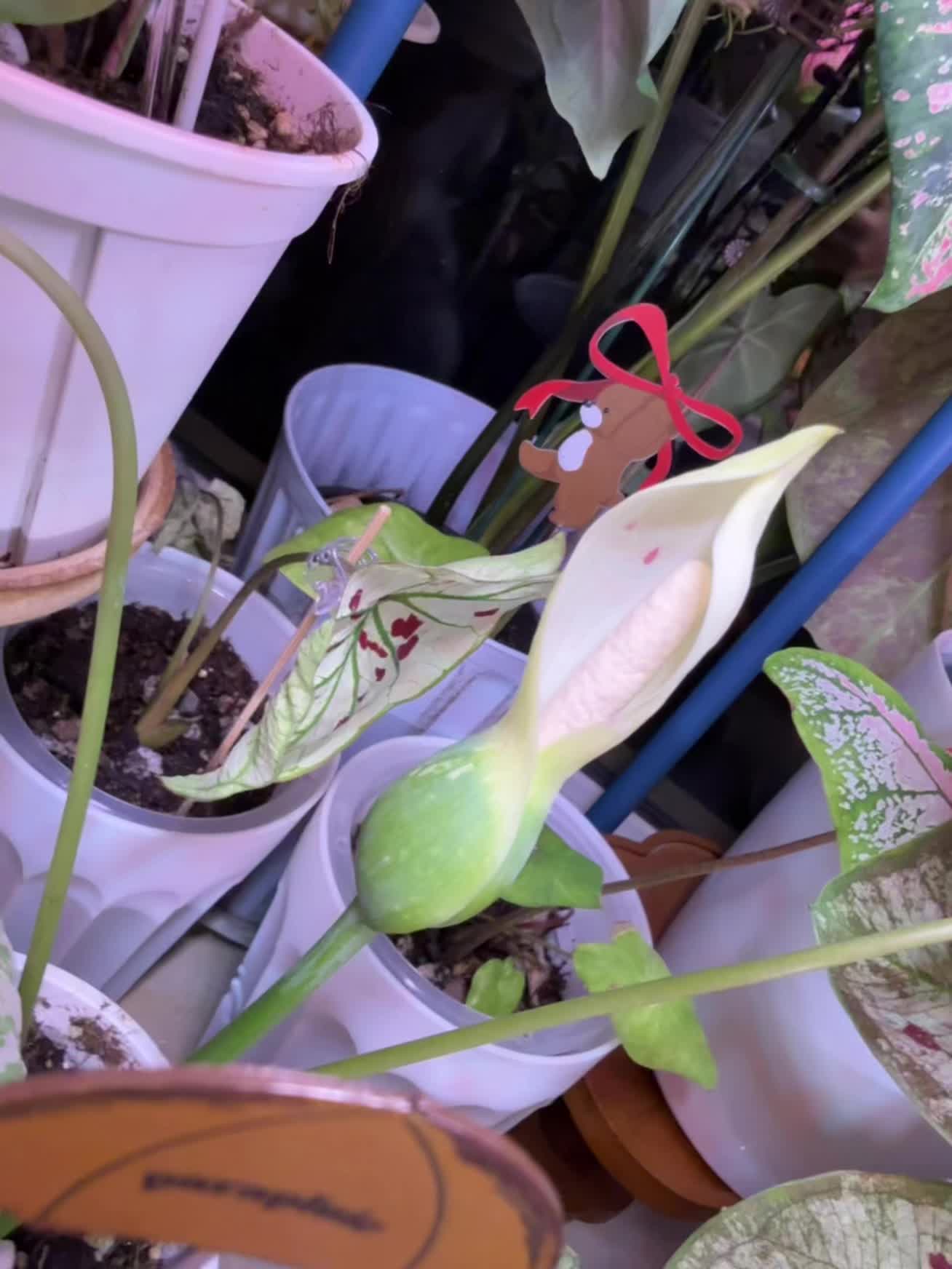 幸福就是看花开听雨落 要学会感知幸福,才能留住它吖!花败了还会有期下一波,你永远不知道哪里突然就开花了#盆栽种植 #养花经验 #养花 #园艺绿植 #彩叶芋