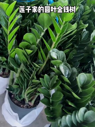 #强烈推荐 #正宗精品圆叶金钱树 #看过来 #来直播间看一下我为你挑选的专属好物 #你想要的我都有