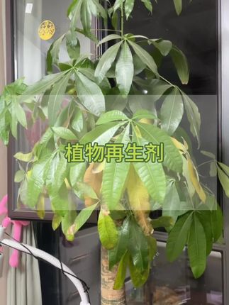 如果你家里的绿植也出现黄叶掉叶、干枯不开花的情况,那就试试这个植物再生剂吧#植物再生剂 #养花小知识 #种植小知识 #种植小技巧 #再生剂