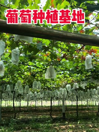 #硕果累累 #抖音新农人 #葡萄种植