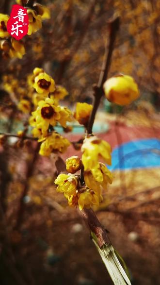 《有风无风皆自由》#音乐分享 #随手拍 #快乐每一天✨🍁🌴