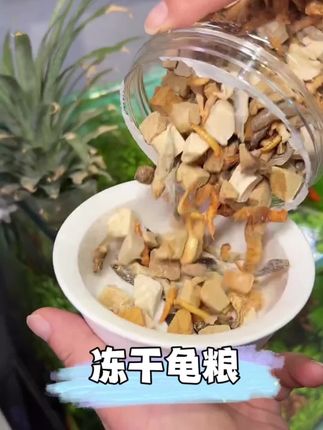 想让你家的乌龟更健康吗?试试我们的乌龟饲料吧!它是专门为乌龟设计的,不仅口感好,而且含有丰富的营养,可以帮助乌龟补钙,让它们更健康。赶紧买一罐回家试试吧!#冻干龟粮 #乌龟喂食 #养龟日常 #龟宠时代 #在抖音入手的好东西