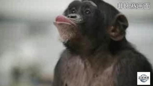 忍无可忍!深度解析,雷迪克到底说了什么? 中译中