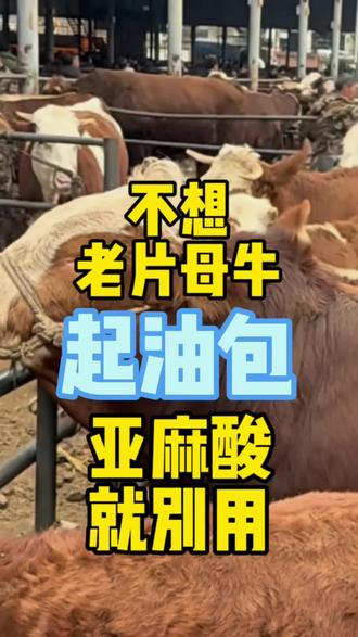 老片母牛短期育肥神器#老片母牛#淘汰母牛#全国养牛人