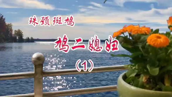 阳台宠物雌斑鸠婚姻小鸟喂食领地观察记录