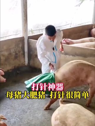 加厚帆布猪头套 打苗时猪乱跑,用【猪头套】套着头就不乱动了#猪头套袋 #抓猪 #赶猪 #猪头套