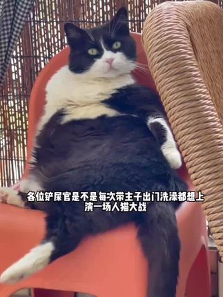 #猫咪洗澡 #猫咪洗澡乖乖的 #猫咪洗澡挑战 #猫咪应激 #费利蒙