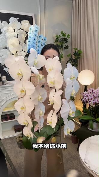 直播间大株蝴蝶兰福利大放送 主播展示大株优质蝴蝶兰,直播间福利价59元一株,数量有限速来!