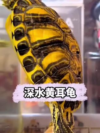#黄耳龟 #深水龟#鱼缸清洁 #宠物龟 #懒人鱼缸