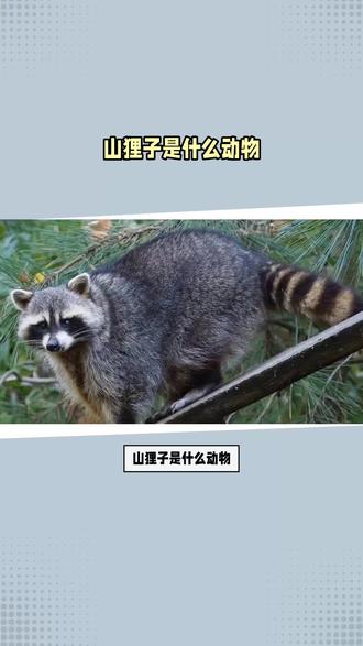 科普一下,山狸子是什么动物!