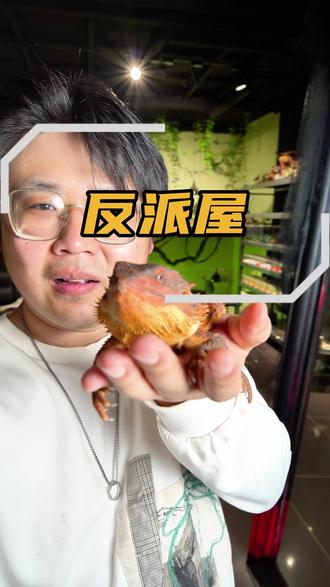 没想到现在的年轻人,都喜欢往反派屋跑#反派屋 #异宠 #爬宠 #新奇体验 #小动物