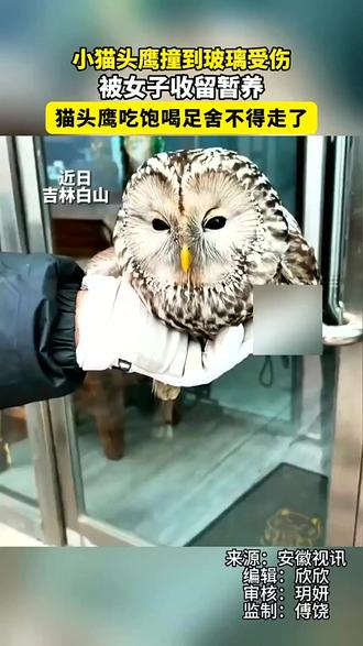 太可爱了!小猫头鹰撞到玻璃受伤 被女子收留暂养, 喂它鸡心、葡萄糖,猫头鹰吃饱喝足舍不得走了(编辑:六六)#神奇动物在抖音 #猫头鹰 #萌宠 #万物有灵
