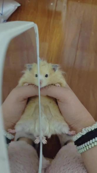 姐姐平时都化这么浓的妆吗#抽象 #仓鼠 #高质