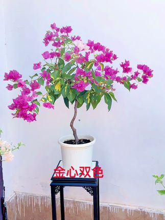 金心双色,它来了,带着她优美曼妙的身姿来了,系统推荐的音乐就是花妖,它真的像妖精一样迷人,