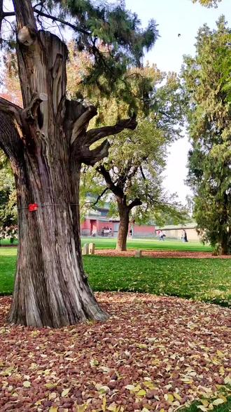 坑人的菊花展😬,还好去站在天心石上告诉天神泼天的富贵朝我来!朝我来!#祈年殿 #景点打卡 #菊花展 #泼天的富贵哗啦啦的来