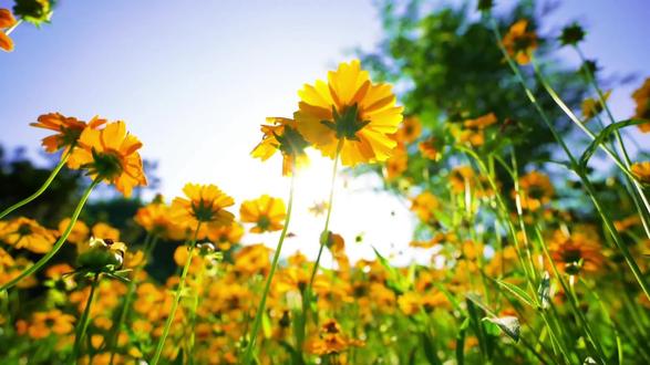 三上语文第21课《大自然的声音》