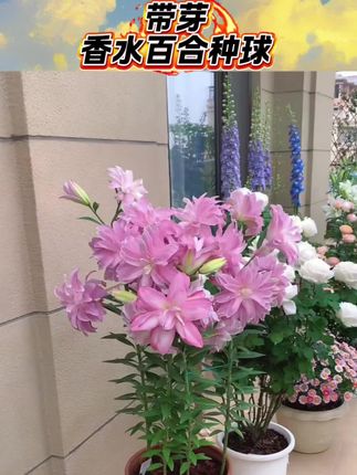 #重瓣香水百合种球 花色多花量大,种植简单好管理,喜欢养花的千万别错过#阳台小院均可种植 #香水百合#花卉绿植