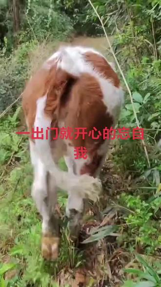 只要几天不出门,就开心的忘自我